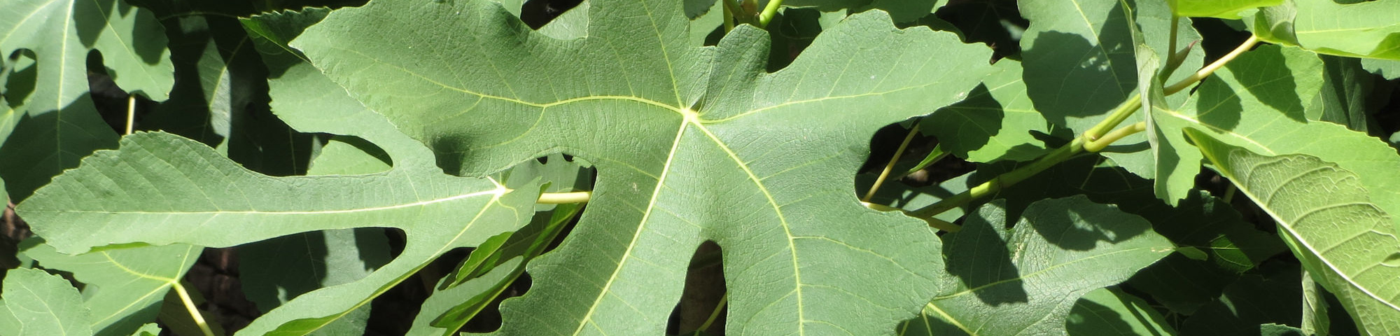 Ficus carica