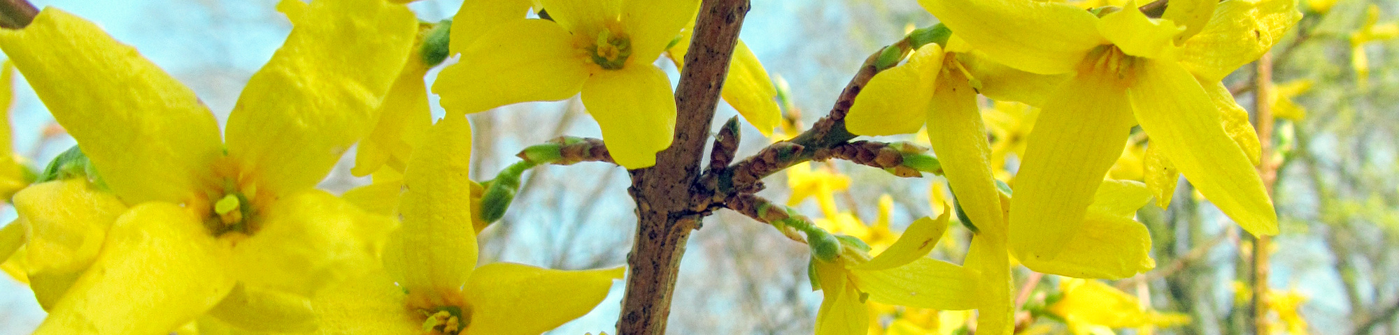 Forsythia x intermedia 'Lynwood'