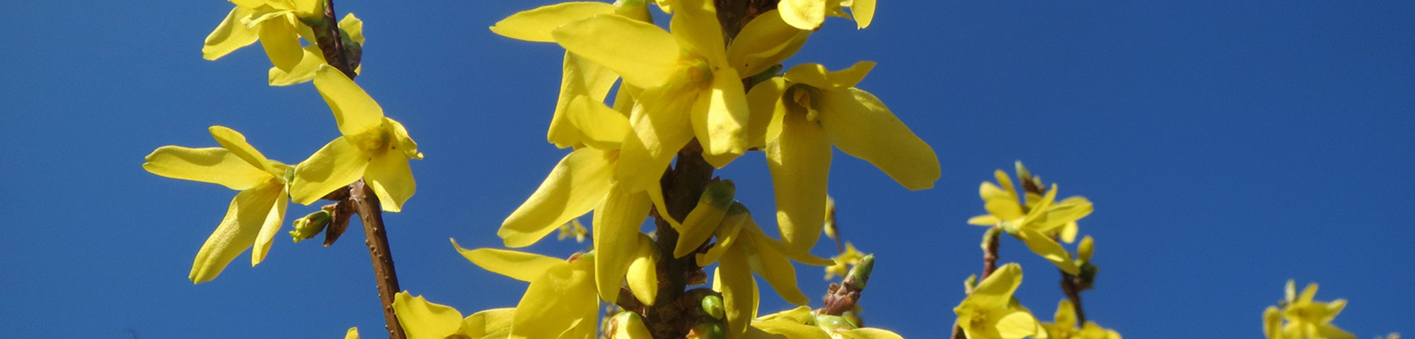 Forsythia x intermedia