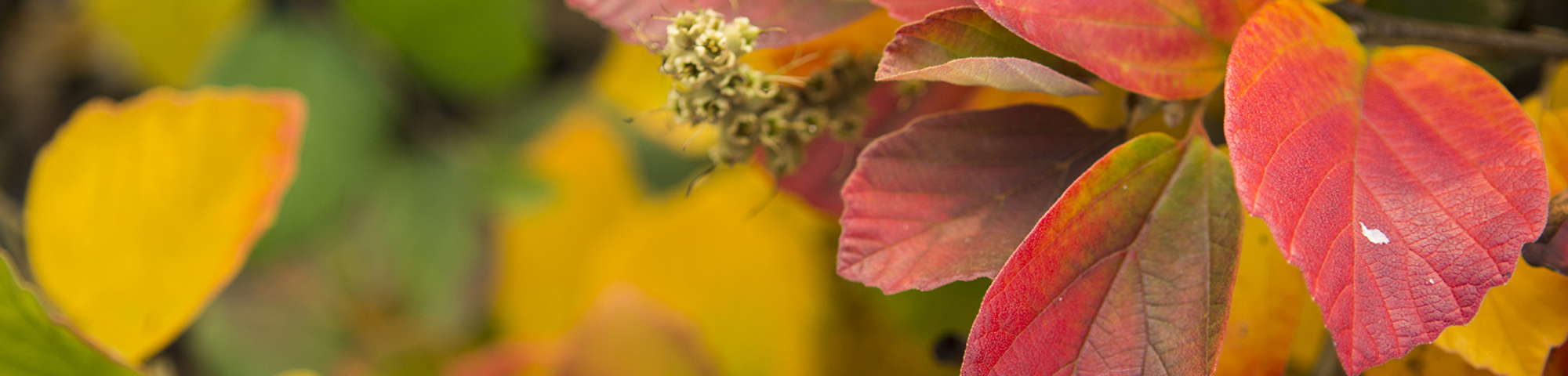 Fothergilla major