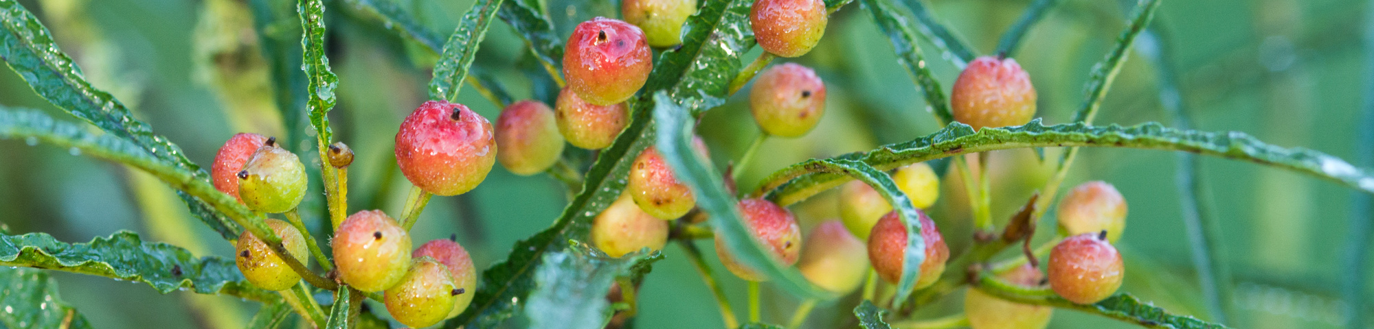 Frangula alnus 'Fine Line'