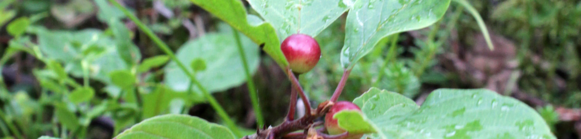 Frangula alnus