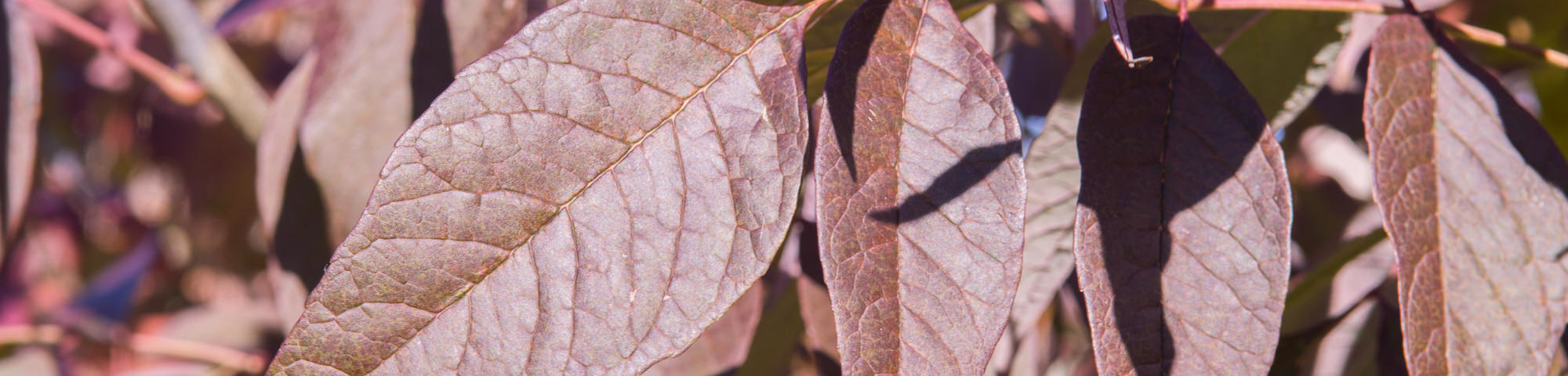 Fraxinus americana 'Autumn Purple'