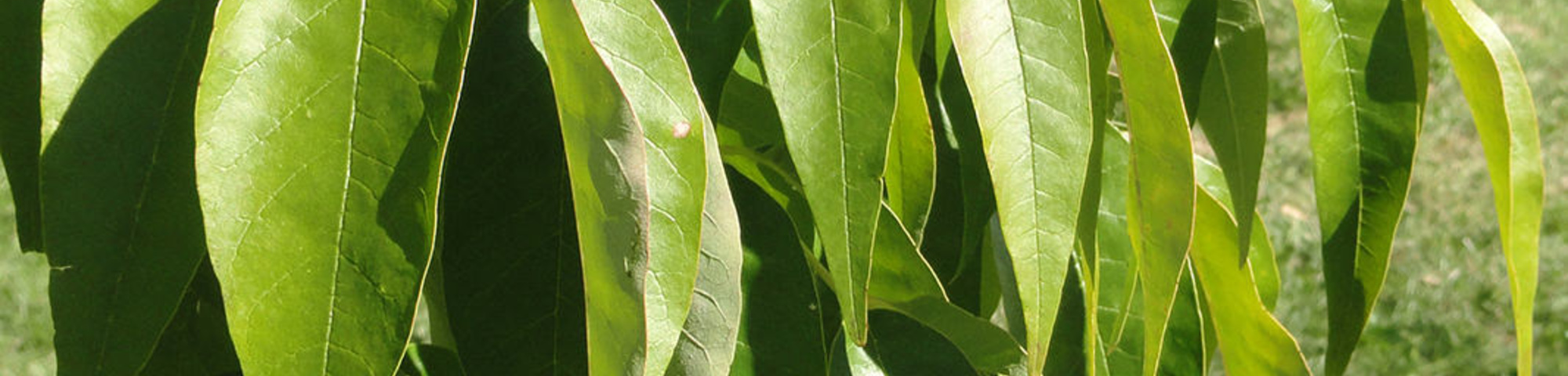 Fraxinus americana