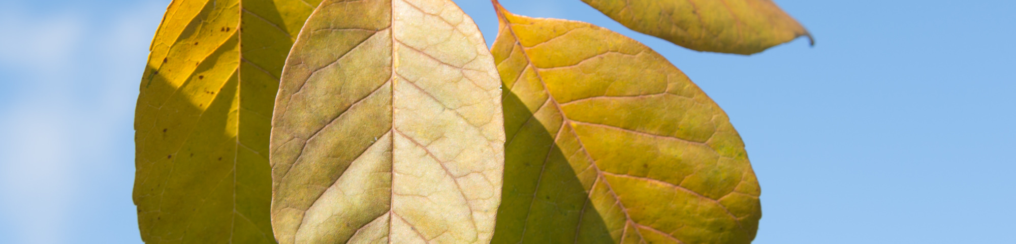Fraxinus americana 'Skyline'