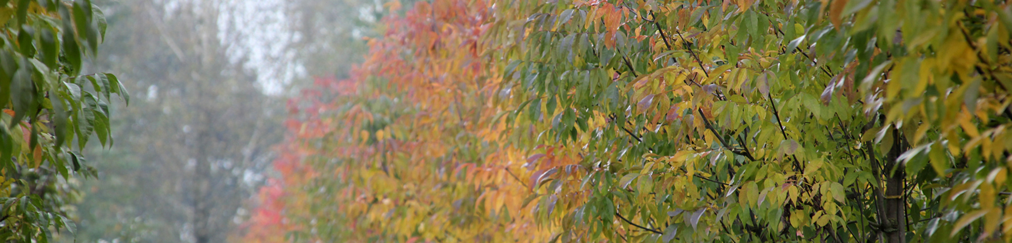 Fraxinus americana var. microcarpa