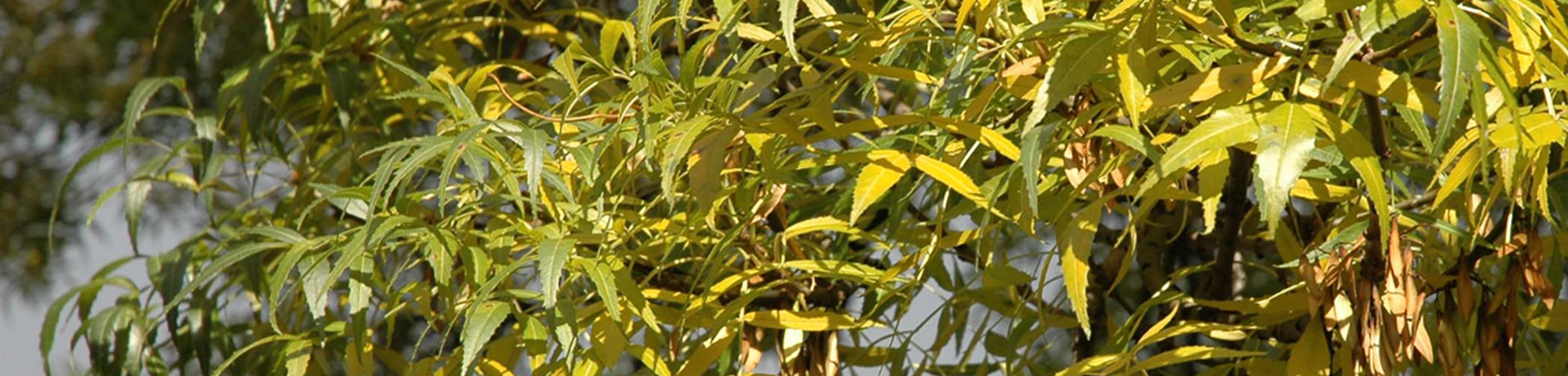 Fraxinus angustifolia