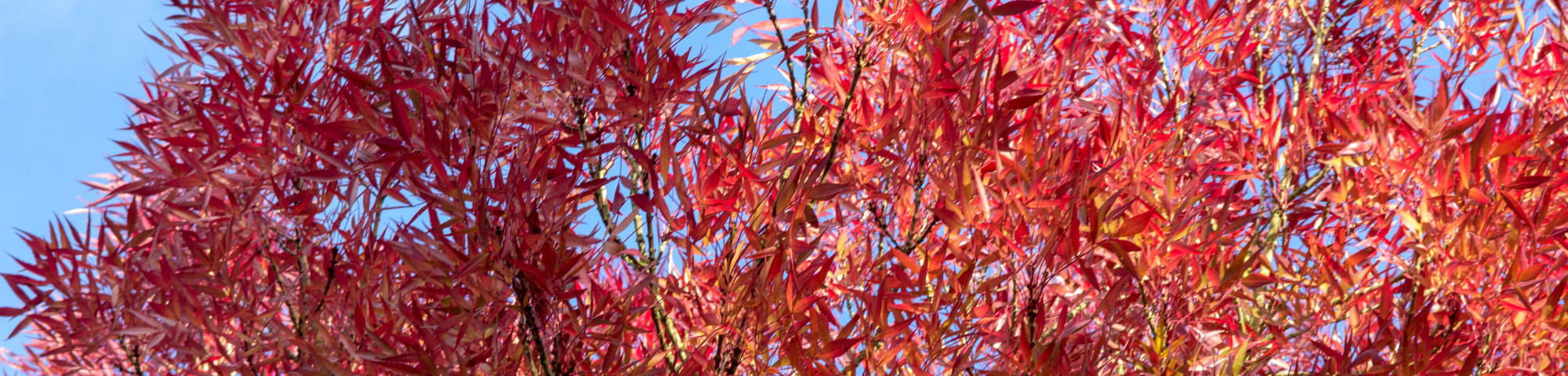 Fraxinus angustifolia 'Raywood'