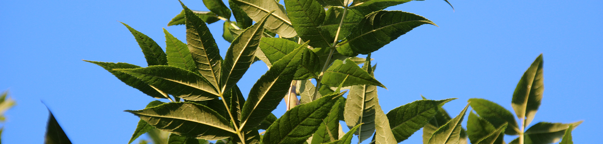 Fraxinus excelsior 'Altena'