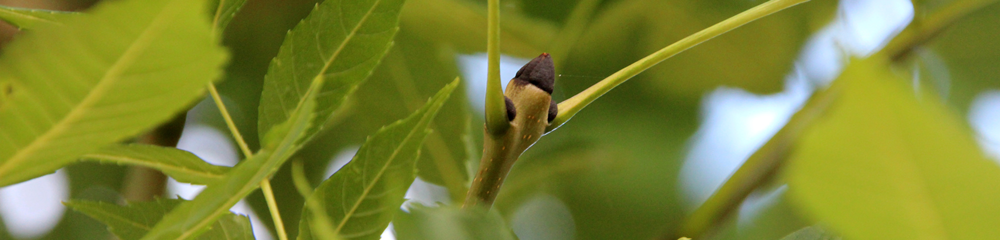 Fraxinus excelsior 'Atlas'