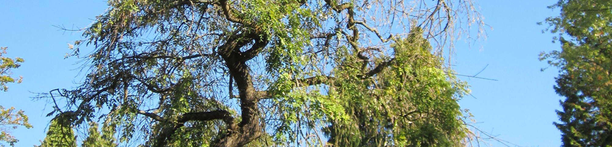 Fraxinus excelsior 'Aurea Pendula'