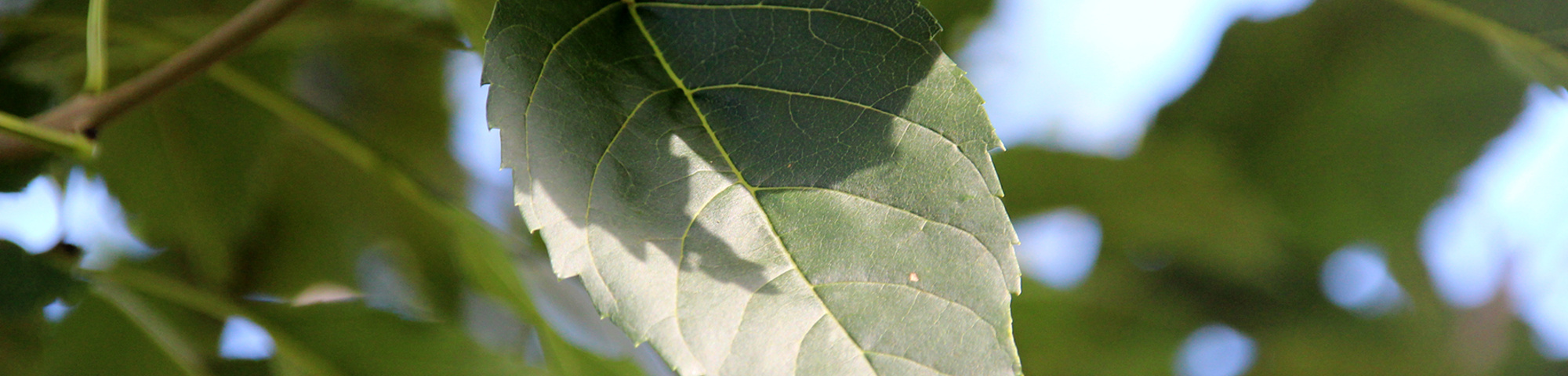 Fraxinus excelsior 'Diversifolia'