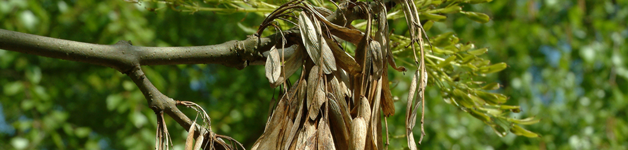 Fraxinus excelsior