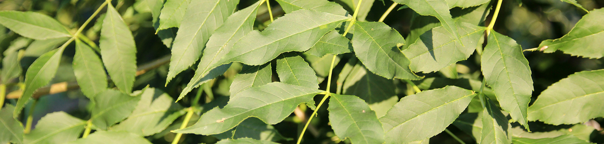 Fraxinus excelsior 'Geessink'