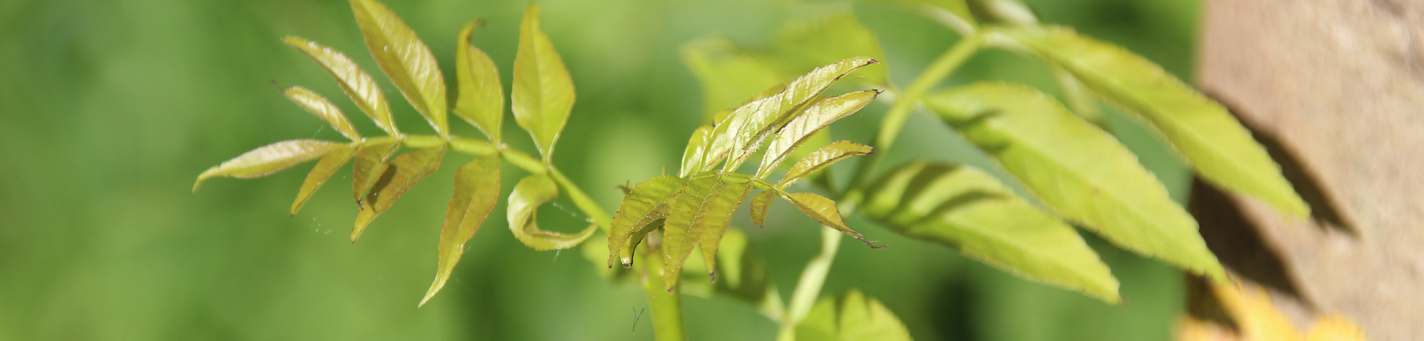Fraxinus excelsior 'Geessink'
