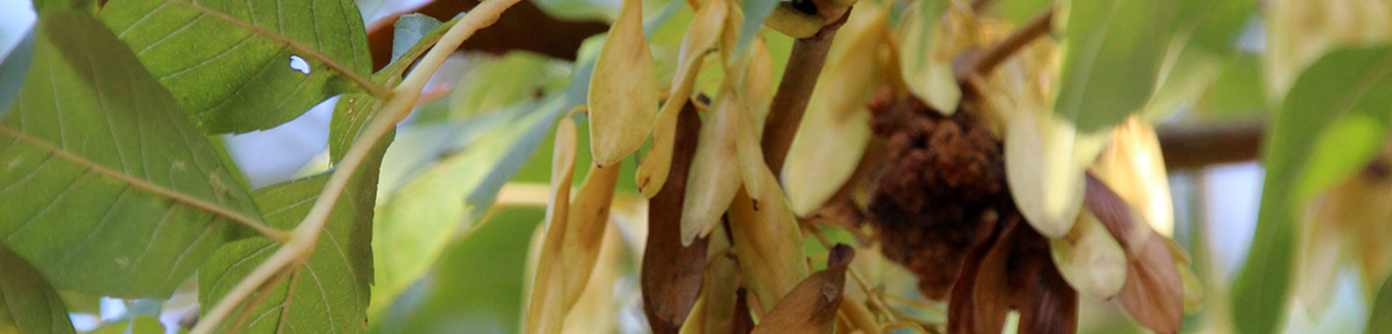 Fraxinus excelsior 'Jaspidea'