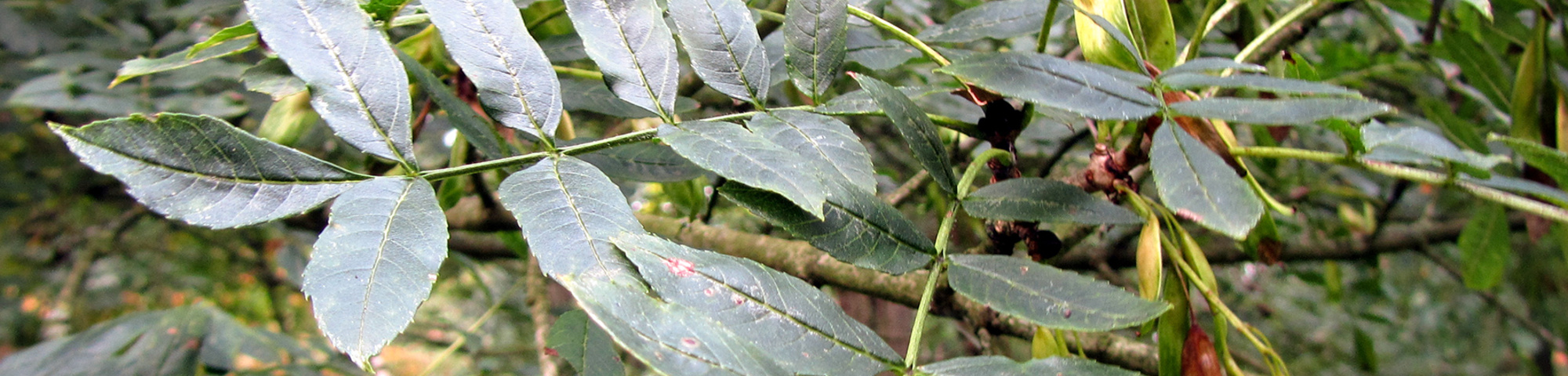 Fraxinus excelsior 'Nana'