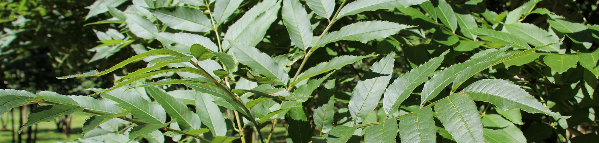 Fraxinus excelsior 'Westhof's Glorie'