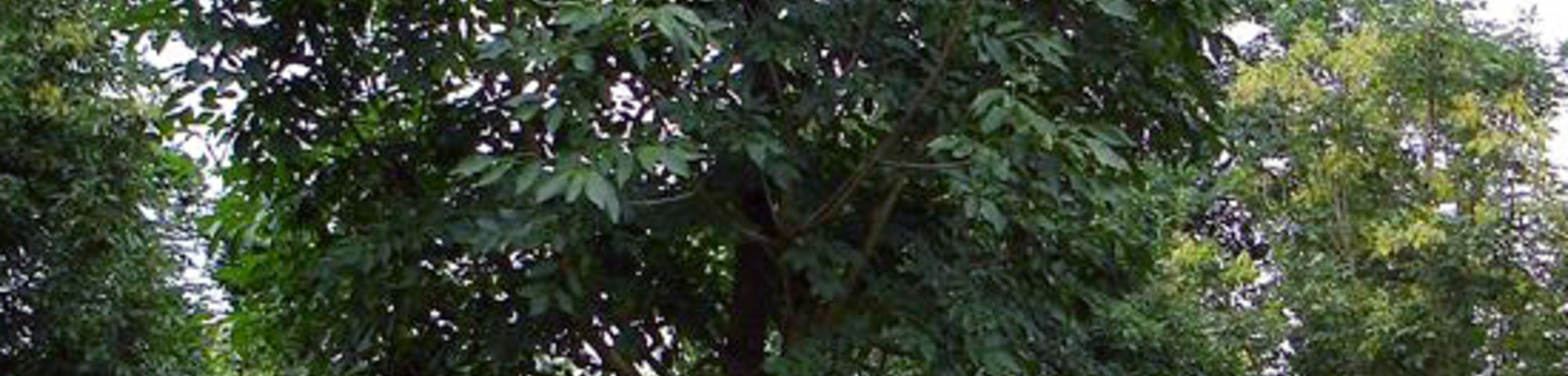 Fraxinus ornus 'Arie Peters'