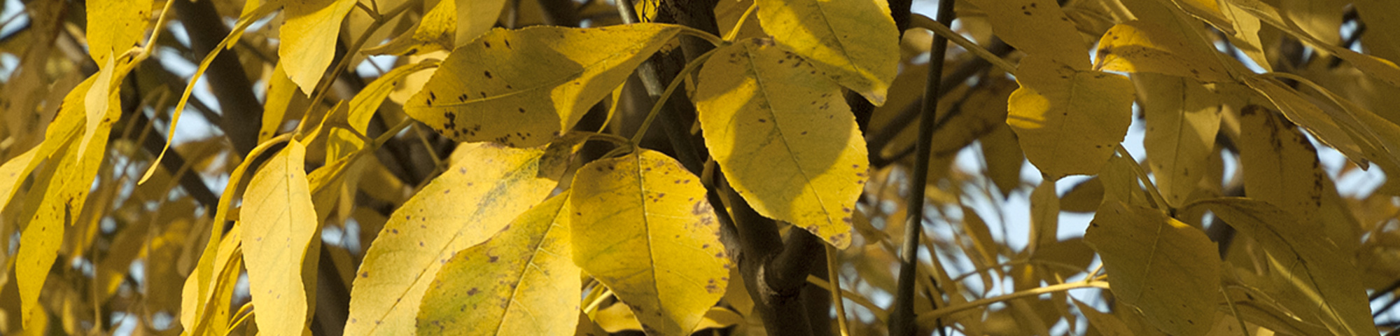 Fraxinus ornus 'Ebben's Column'