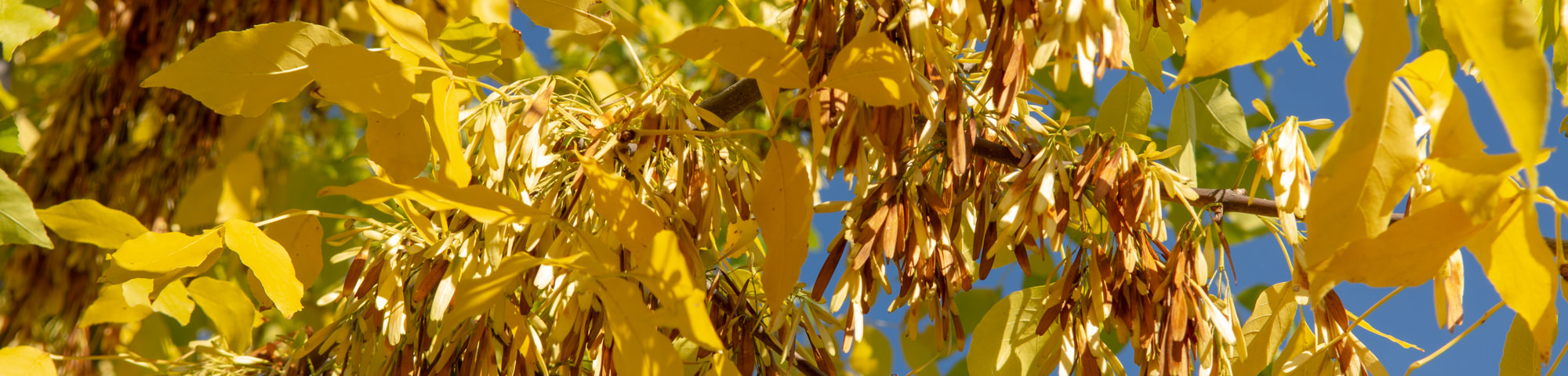 Fraxinus ornus