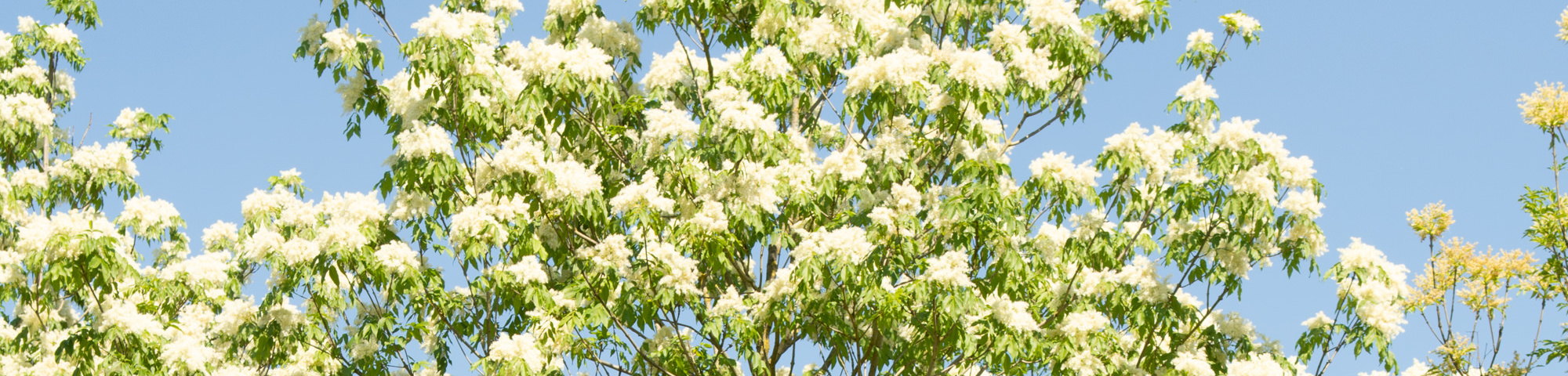 Fraxinus ornus 'Louisa Lady'