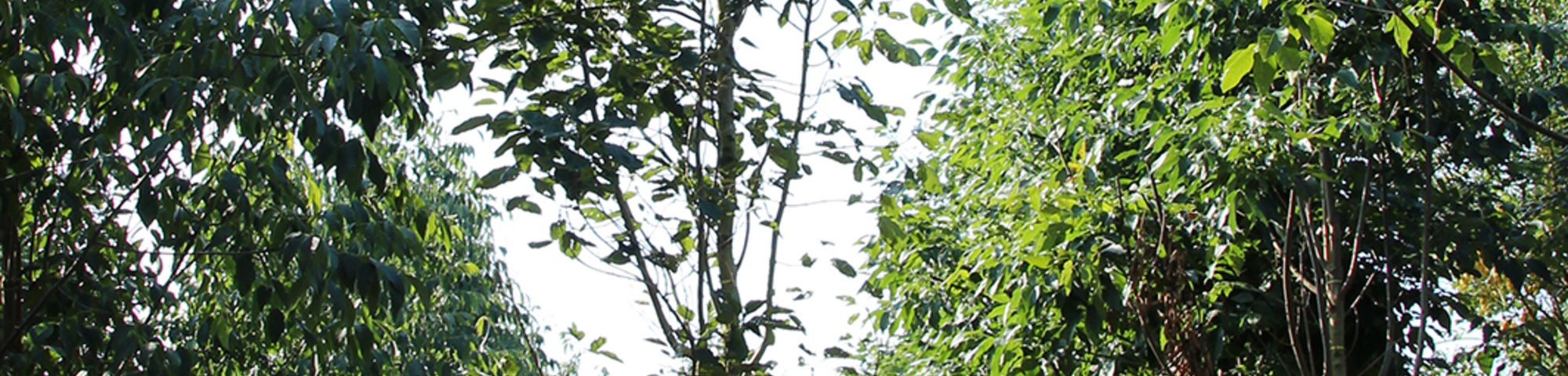 Fraxinus pennsylvanica 'Cimmzam'