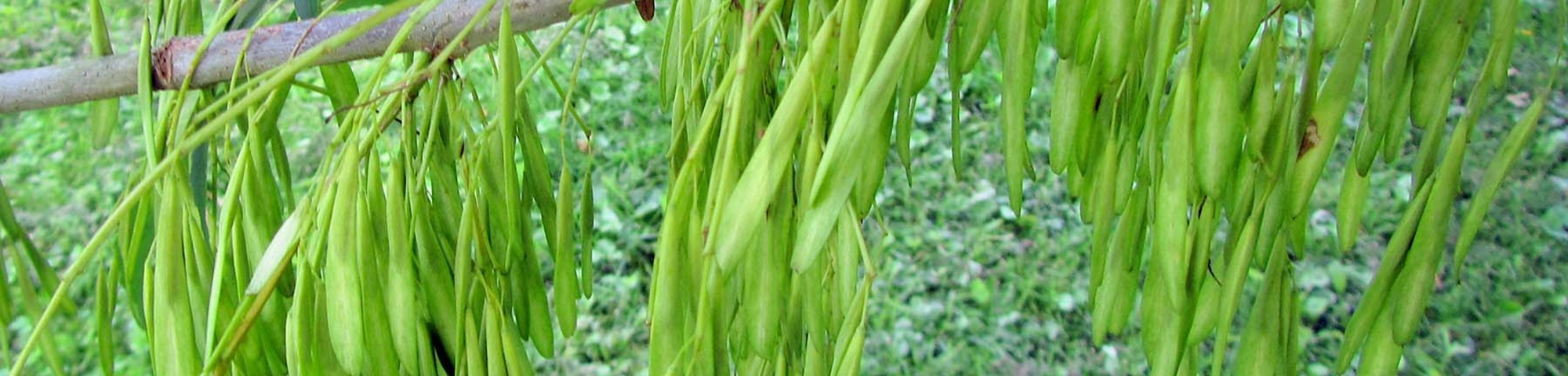 Fraxinus pennsylvanica