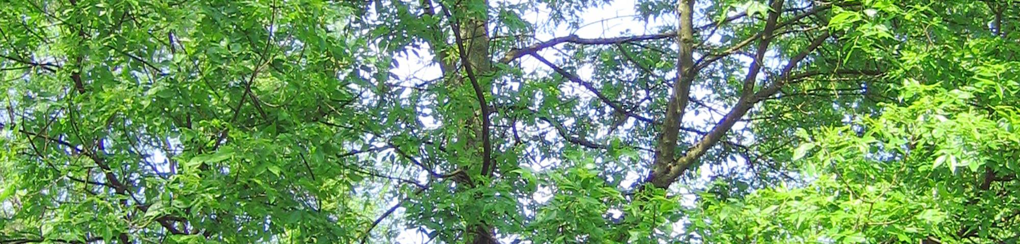 Fraxinus pennsylvanica 'Zundert'