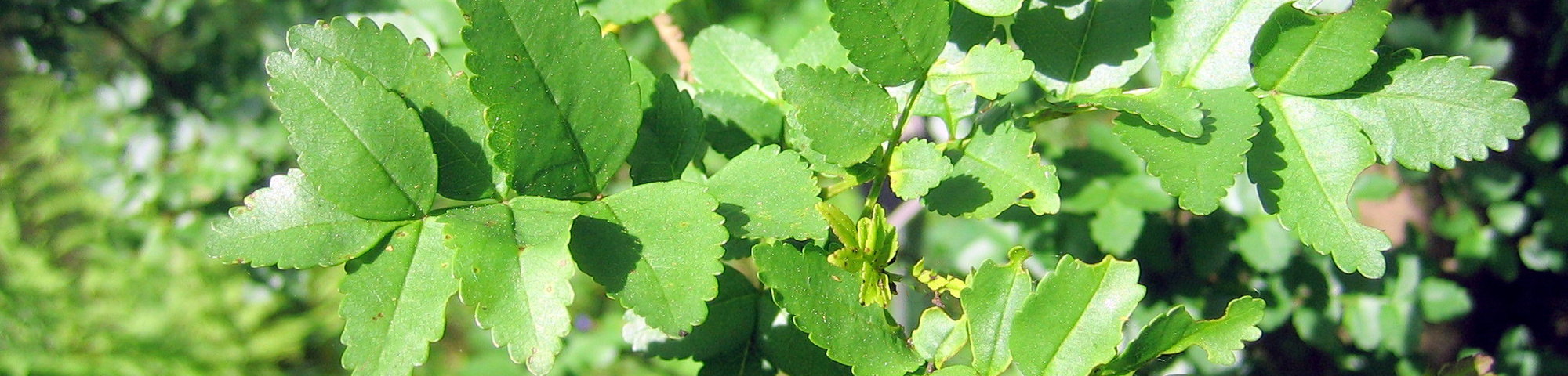 Fraxinus xanthoxyloides var. dumosa