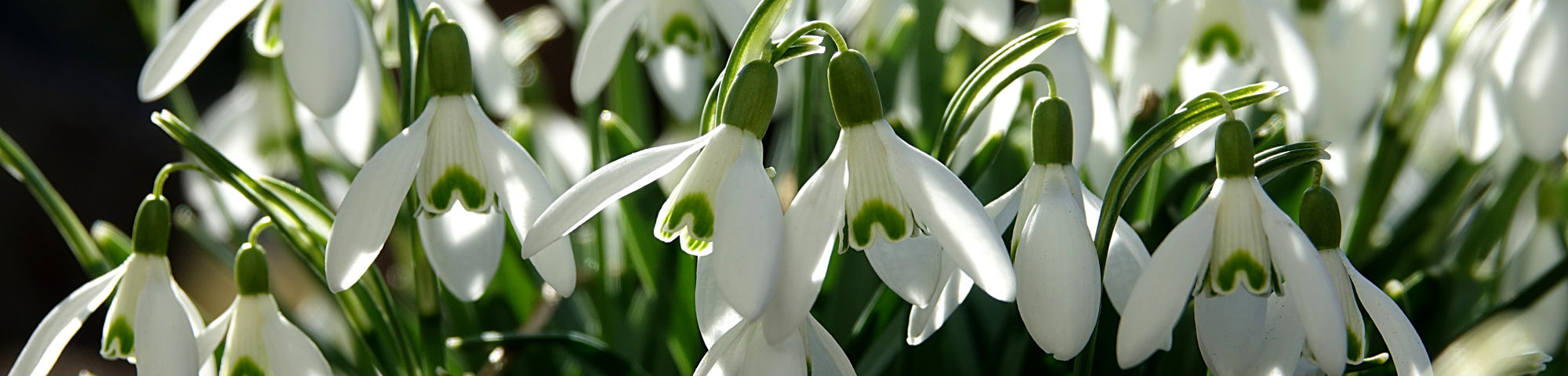 Galanthus elwesii