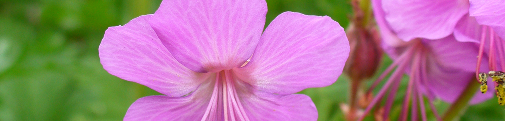 Geranium macrorrhizum