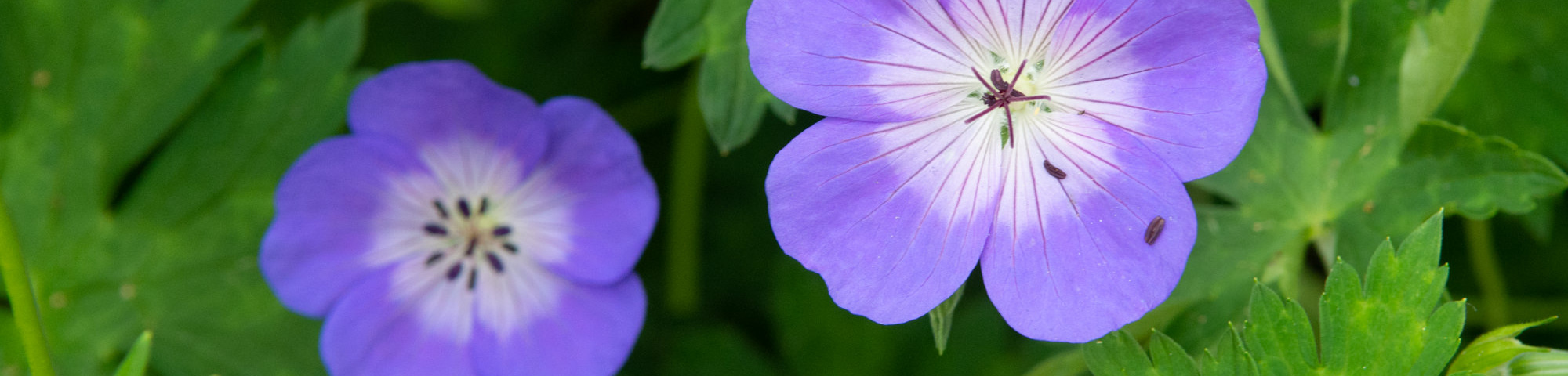 Geranium 'Rozanne'