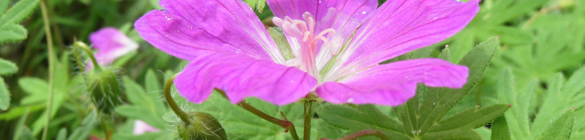Geranium sanguineum