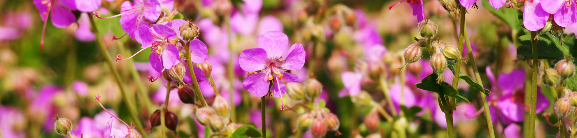 Geranium x cantabrigiense 'Cambridge'