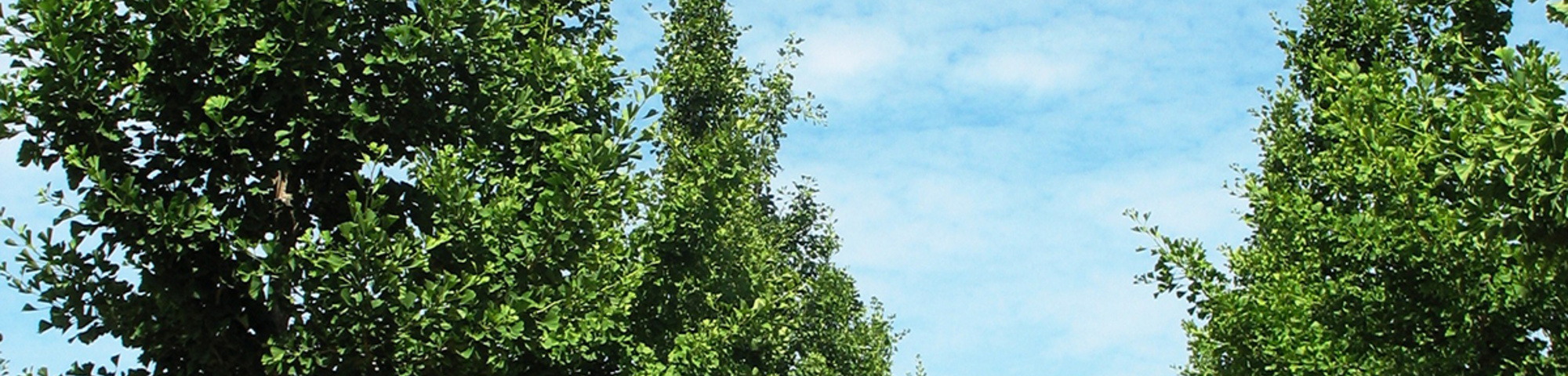Ginkgo biloba 'Autumn Gold'
