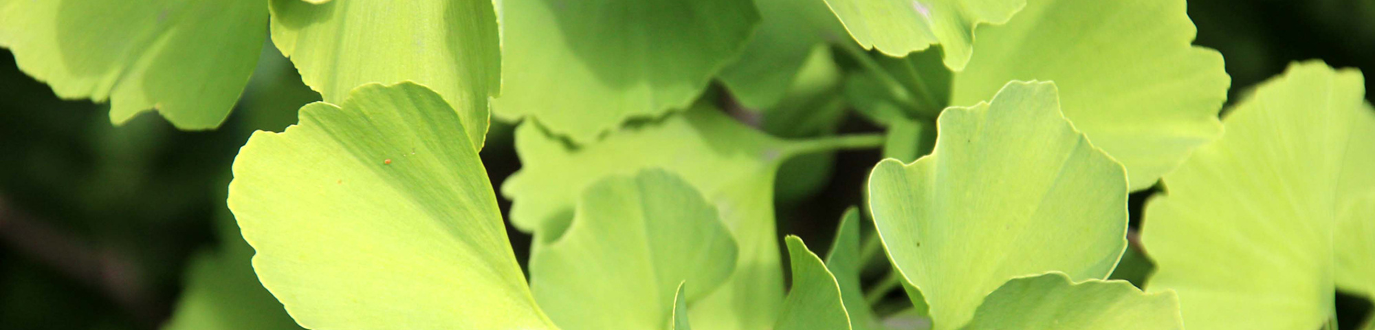 Ginkgo biloba 'Blagon'