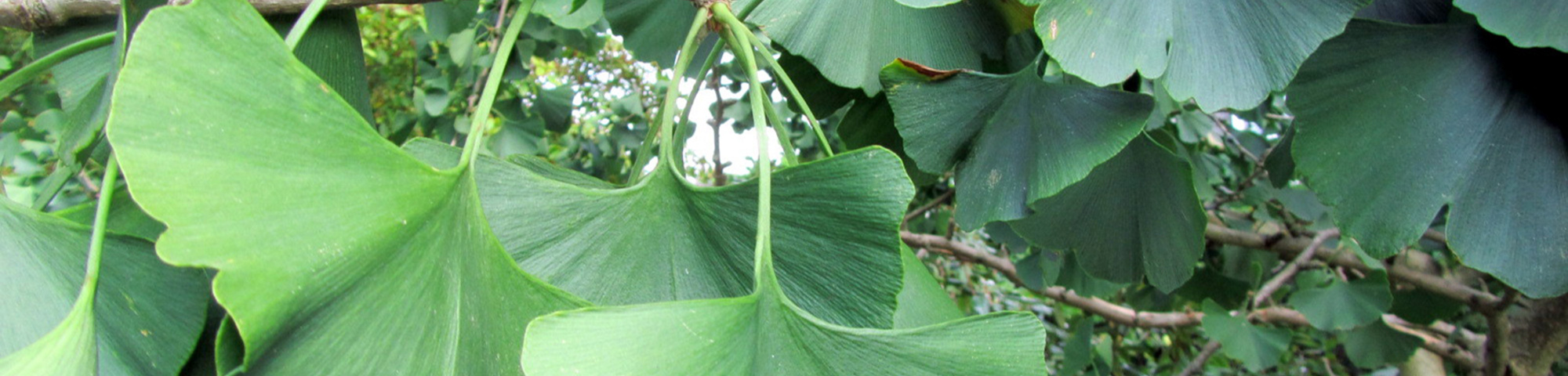 Ginkgo biloba 'Horizontalis'