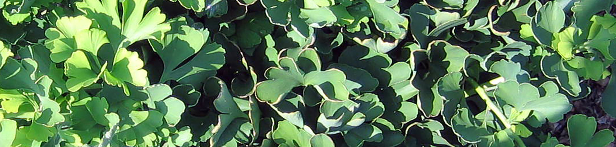 Ginkgo biloba 'Mariken'