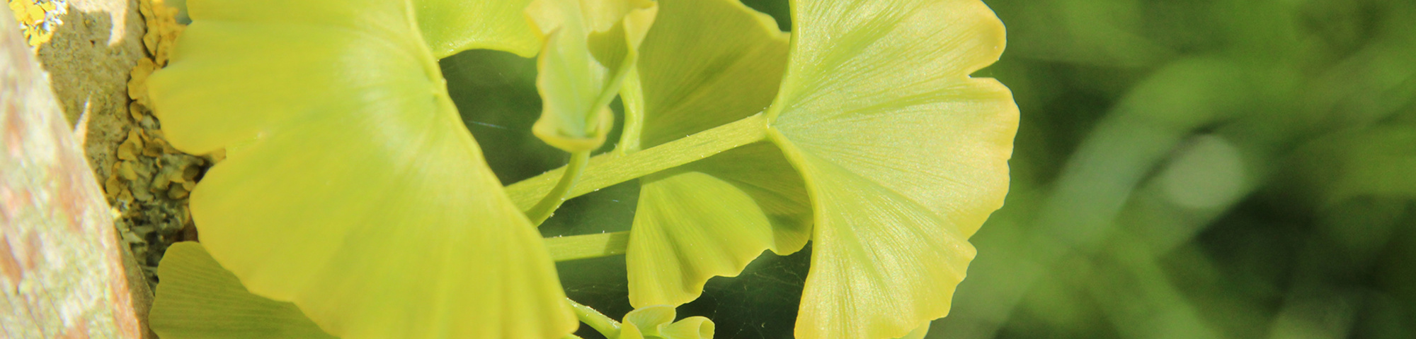 Ginkgo biloba 'Mayfield'