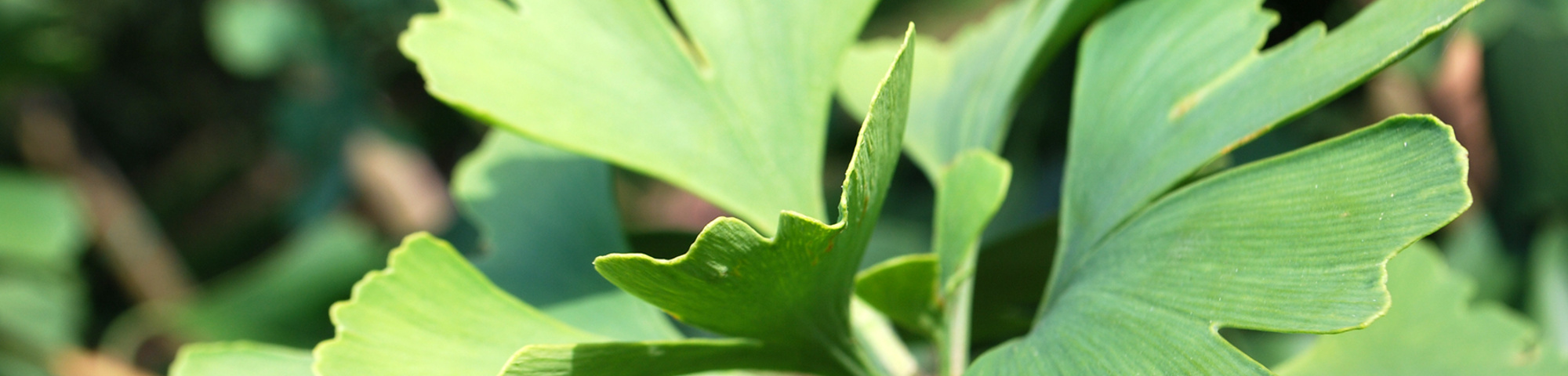 Ginkgo biloba 'Princeton Sentry'