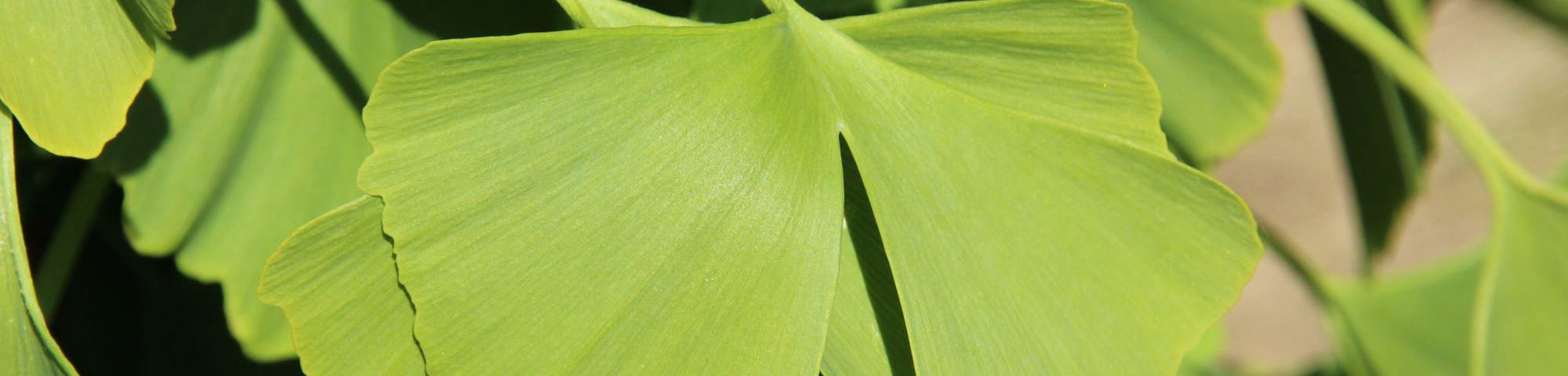 Ginkgo biloba 'Tit'