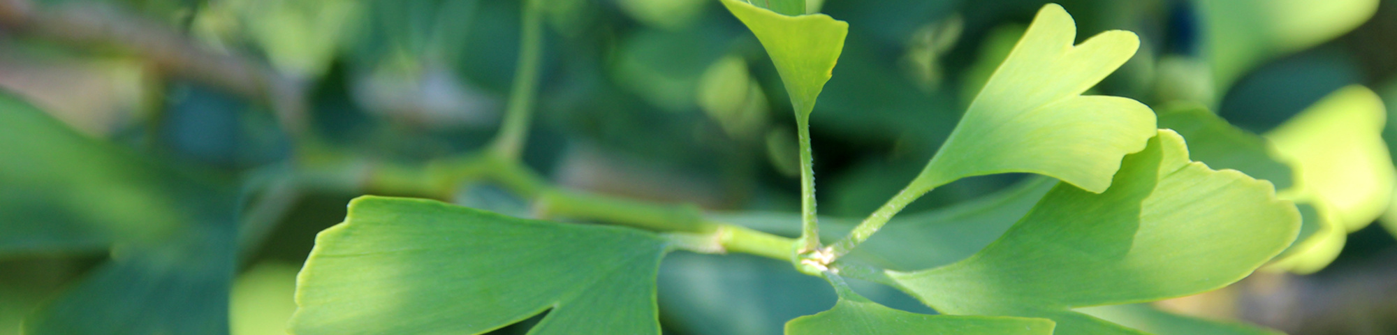 Ginkgo biloba 'Tremonia'