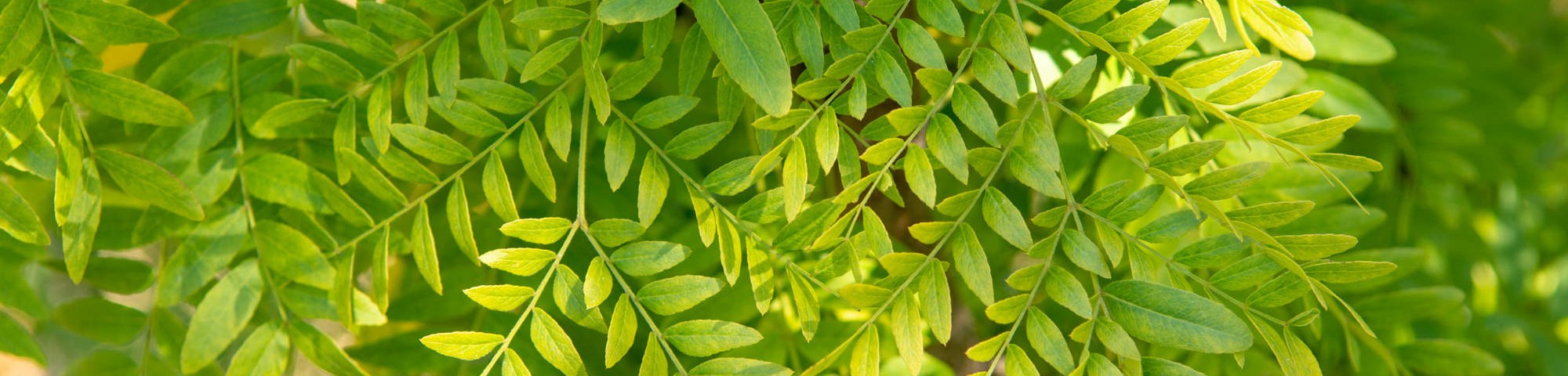 Gleditsia triacanthos 'Elegantissima'