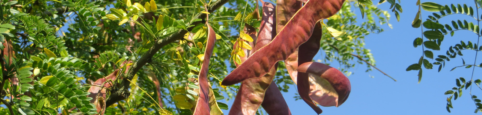 Gleditsia triacanthos f. inermis