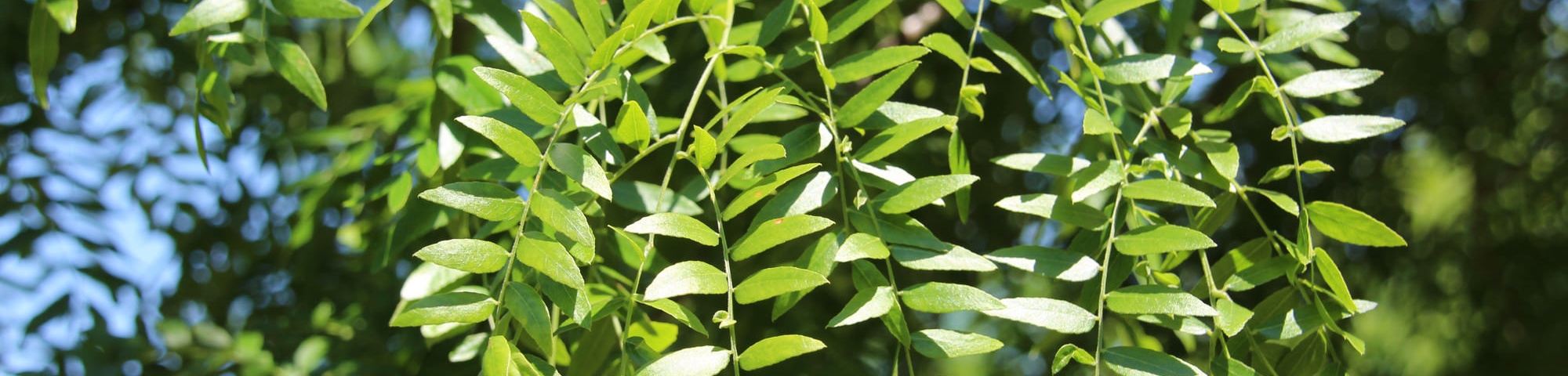 Gleditsia triacanthos 'Green Glory'