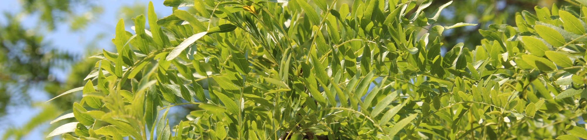 Gleditsia triacanthos 'Shademaster'