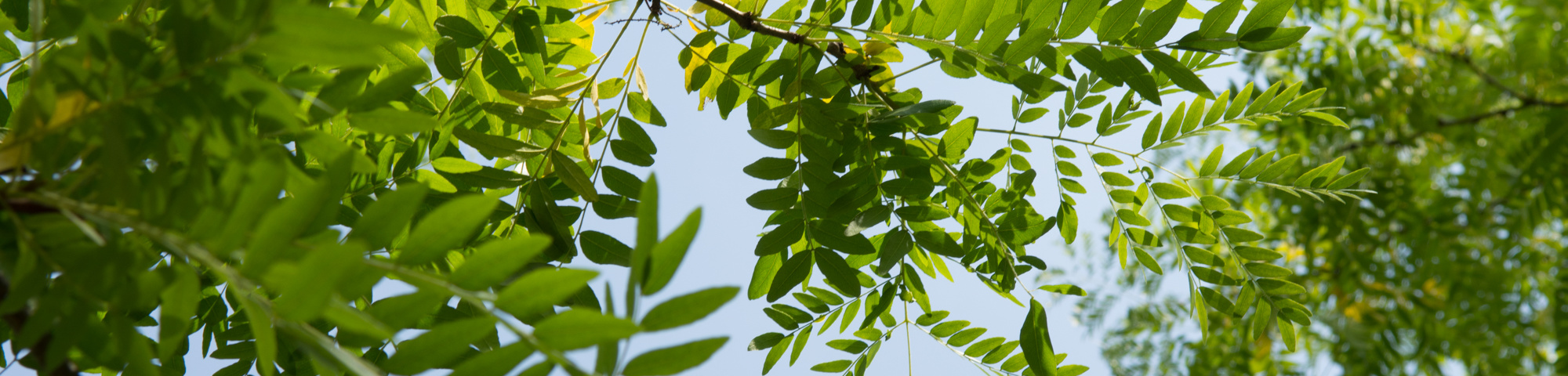 Gleditsia triacanthos 'Skyline'