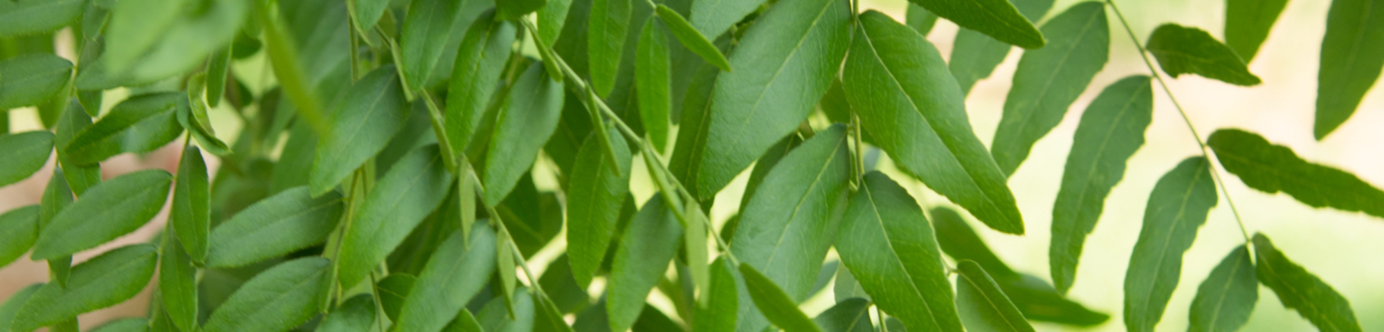 Gleditsia triacanthos 'Speczam'