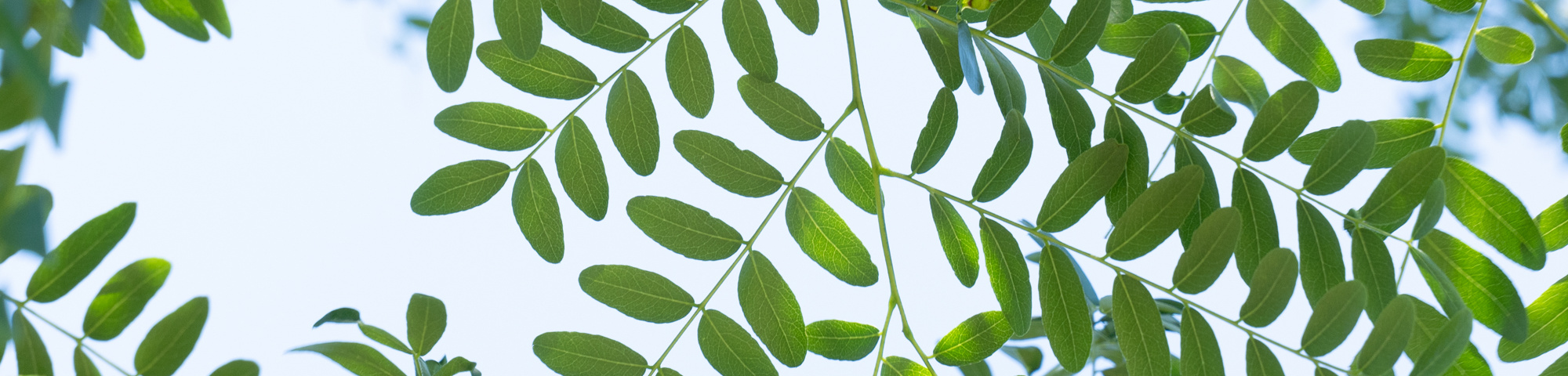 Gleditsia triacanthos 'Street Keeper'